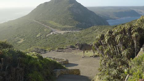 Antilopen-Eland-überqueren-Den-Weg-Auf-Dem-Weg-Zum-Kap-Der-Guten-Hoffnung