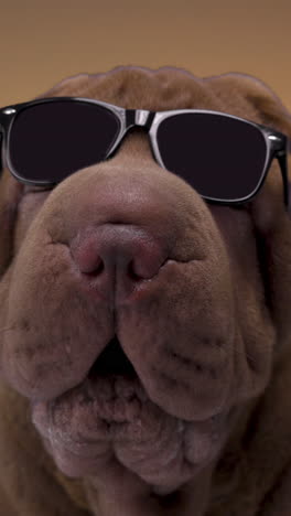 shar pei perro con gafas de sol en vertical