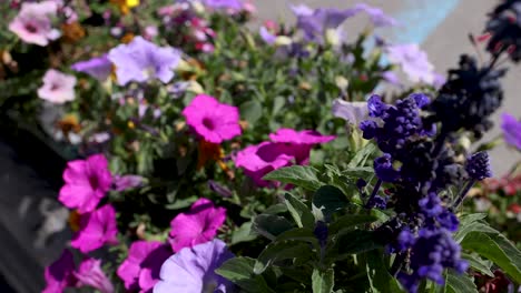 flores vibrantes que florecen en sestriere, piamonte, italia