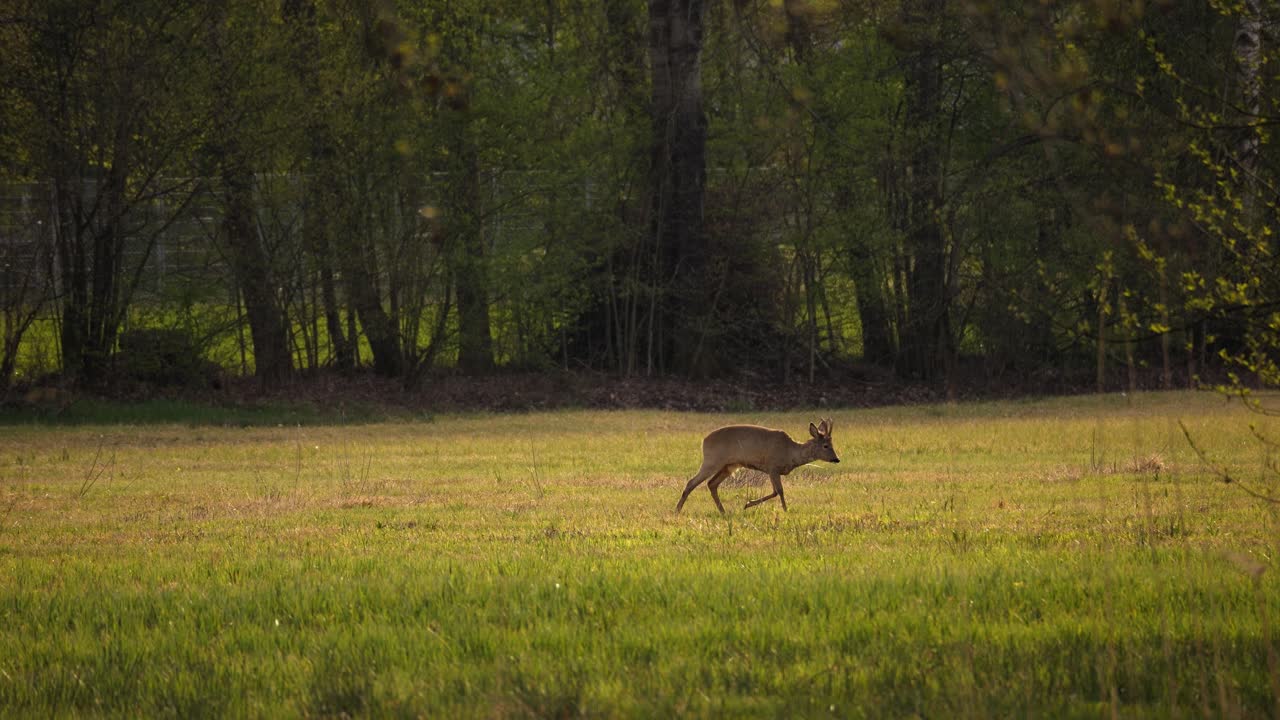 A young deer appears frozen and runs out of the frame. It is searching for food on this beautiful spring sunset. A cute animal in the wild nature