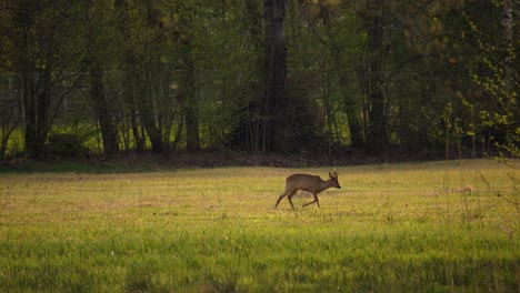 a young deer appears frozen and runs out of the frame. it is searching for food on this beautiful spring sunset. a cute animal in the wild nature