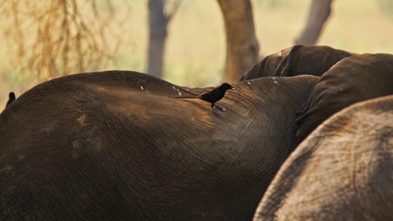 Red-billed oxpeckers Buphagus erythrorhynchus perched on an African elephant’s Loxodonta africana back, grazing golden savanna grasses in Uganda reserve, gentle dawn light highlighting skin texture