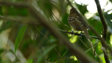 Small-bird-sits-on-a-branch-in-green-forest-bird-chirps-looks-for-food