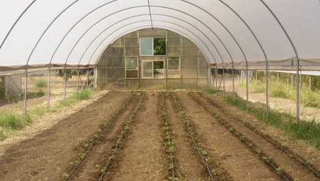 Drone-Volando-Hacia-Atrás-Revelando-El-Interior-Del-Invernadero-Con-Vegetales-Verdes-Brotados