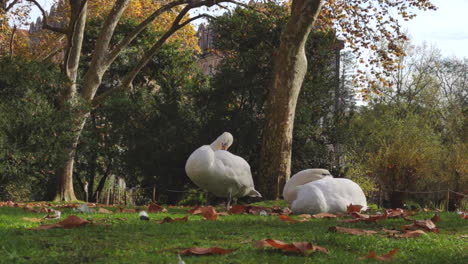 Un-Par-De-Hermosos-Cisnes-Blancos-Descansando-Y-Acicalándose-En-La-Hierba,-De-Par-En-Par