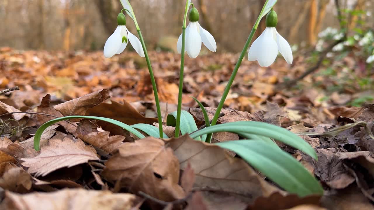 Upside down white forest wildflower Hyrcanian Iran nature beauty early spring renewal growth fragile snow melting galanthus nivalis hope transition macro outdoors blooming season wallpaper travel