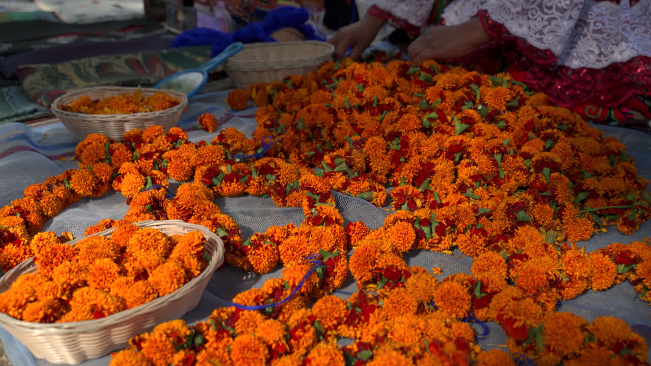 Cempasuchil flowers cover ground in bright orange patterns for Mexico’s Day of the Dead tradition, hands sort in backdrop, tilt down