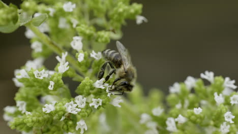 honeybee on marjoram flower