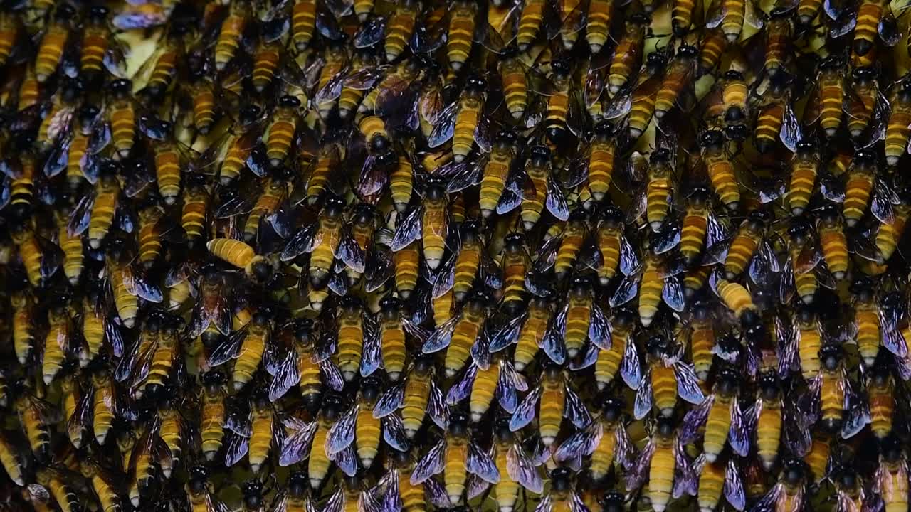 se sabe que las abejas melíferas gigantes construyen grandes colonias de nidos con bolsillos simétricos hechos de cera para almacenar miel como fuente de alimento.