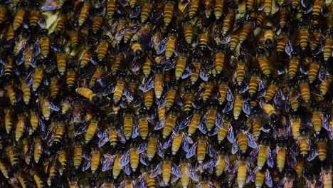 Se-Sabe-Que-Las-Abejas-Melíferas-Gigantes-Construyen-Grandes-Colonias-De-Nidos-Con-Bolsillos-Simétricos-Hechos-De-Cera-Para-Almacenar-Miel-Como-Fuente-De-Alimento.