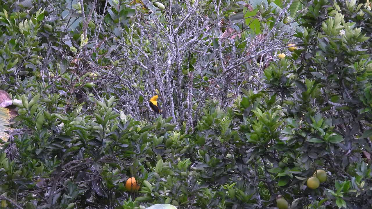 Orange-crowned oriole hunts in dry branches, framed by lush green
