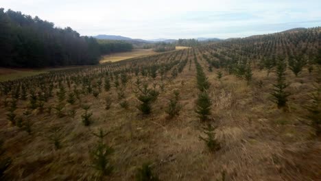 aerial flyover fraser fir christmas trees nc tree farm