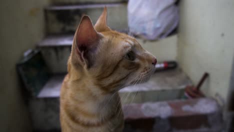 raza india billi también conocida como gato común indio