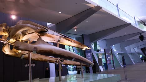 whale skeleton displayed in melbourne museum exhibit