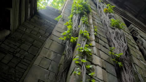 ancient stone wall covered in ivy