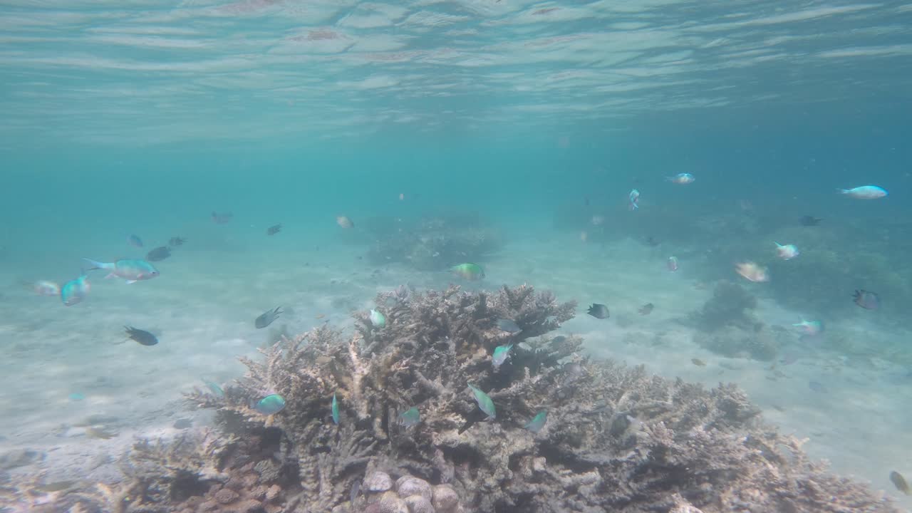 Peixes Coloridos Nadando no Mar com Recifes de Coral e Água Cristalina
