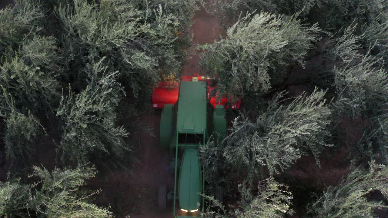 Aerial View of Mechanized Olive Harvest in a Grove