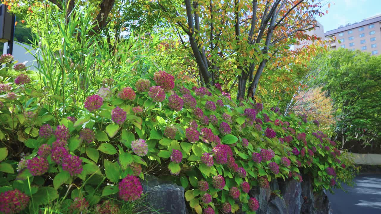 Late Blooming Ajisai, Japanese Hydrangea in Jozankei Onsen, Hokkaido