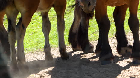 close-up of horse legs walking on a sandy path in a green meadow