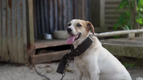 dog sat outside kennel on leash in backyard looking at camera, closeup