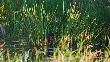 duck hiding in the weeds at powell creek preserve