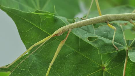 stick insect medauroidea extradentata, family phasmatidae