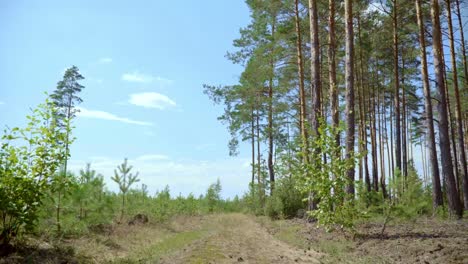 Straße-Zwischen-Kiefernwald-Und-Neuanpflanzungen-Junger-Kiefern