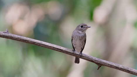 The-Asian-Brown-Flycatcher-is-a-small-passerine-bird-breeding-in-Japan,-Himalayas,-and-Siberia