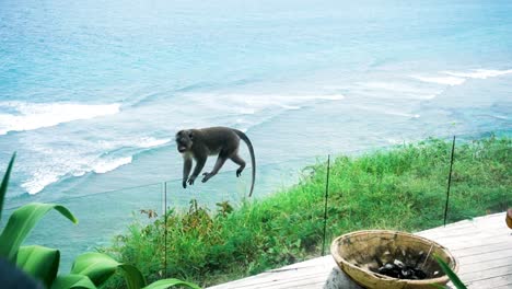 monkey walking on a grass railing on a beachside balcony on bali, indonesia