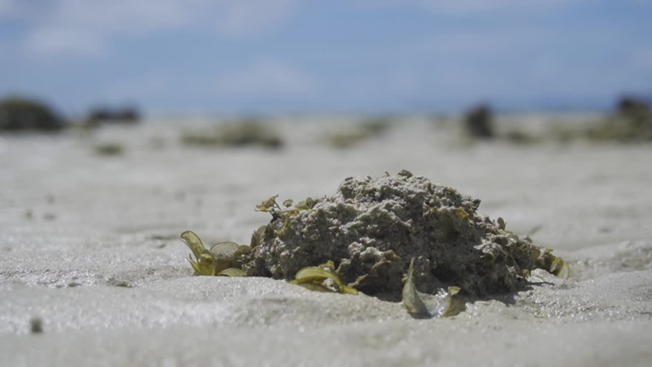 Close up shot of seaweed on a sandy beach in Phi Phi Island, Thailand