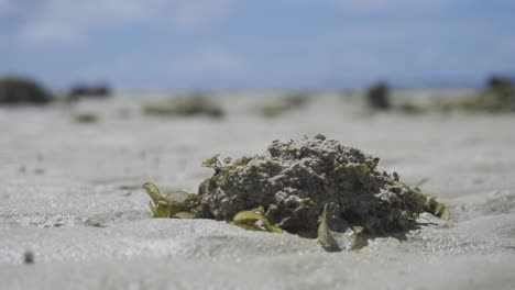 close up shot of seaweed on a sandy beach in phi phi island, thailand