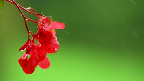 red impatiens flower on green background in rain, red balcony flowers, background out of focus, rain drops falling on petals and splatter all around, isolated