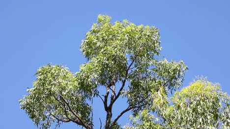 a tree's leaves fluttering against a clear blue sky