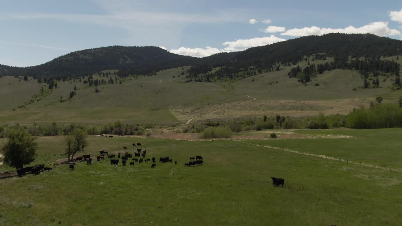 Imagens aéreas de drone em 4K de um rancho com vacas em um campo verde.