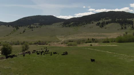 imágenes aéreas de drones de 4k de un rancho con vacas en un campo verde