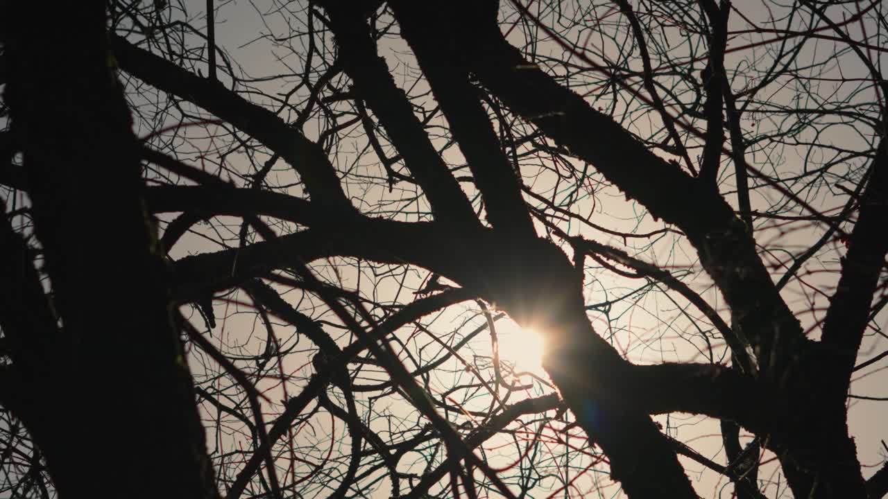 Slow motion sun flare disappearing behind bare winter tree during winter. Perfect for projects focusing on nature's tranquility, seasonal transitions, or peaceful morning atmosphere