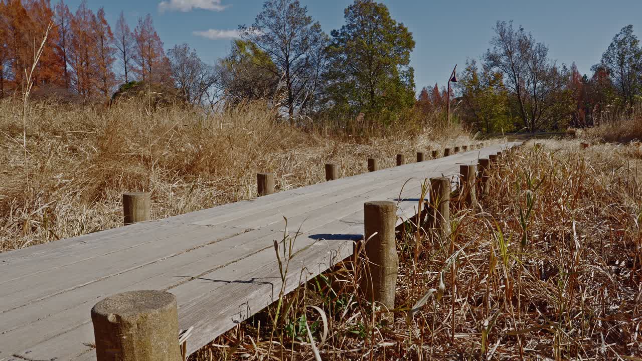A rustic wooden path winding through golden autumn reeds and grasses in Mizumoto Park, Tokyo, with a distant view of colorful Metasequoia trees