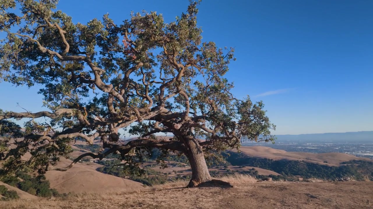 Movimento fluido della telecamera in orbita attorno a un albero maestoso che cresce sulla cima del Monte Drago nella California settentrionale