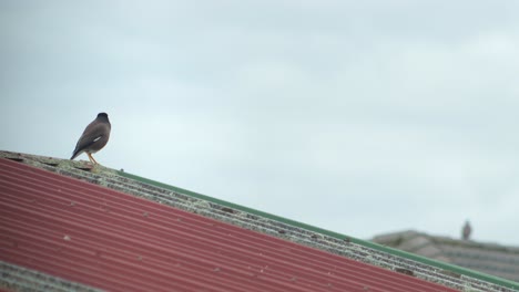 Common-Indian-Myna-Bird-Perched-On-Old-Metal-Shed-Roof-Daytime-Overcast-Australia-Gippsland-Victoria-Maffra-Wide-Shot