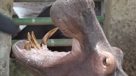 Nilpferd-Wartet-Darauf,-Im-Naturschutzgebiet-Gefüttert-Zu-Werden