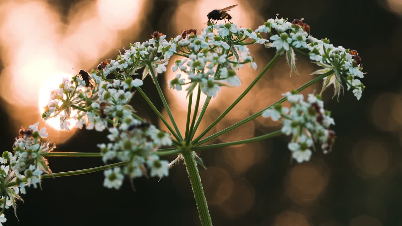 Flue på en blomst ved solnedgang