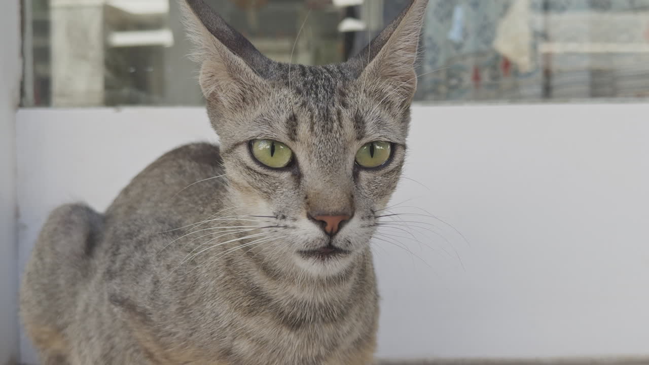 Street cat resting in greece in vertical