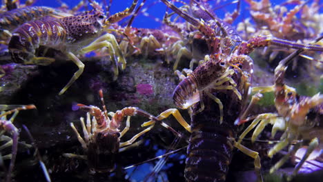 Close-up-of-baby-crayfish-on-mother's-back