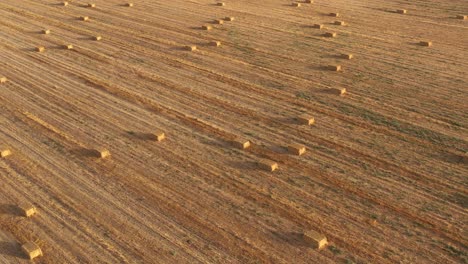 hay bales in a field