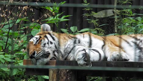 tigre siberiano acostado y durmiendo dentro de una jaula en el zoológico de gdansk