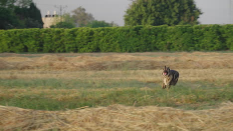 fast motion lupo italiano sprinting toward camera after fetch ball at sunrise in rural field