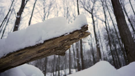 Tiro-Panorámico-En-Invierno-Frente-A-Un-Mandril-De-Madera-Con-Nieve-Encima