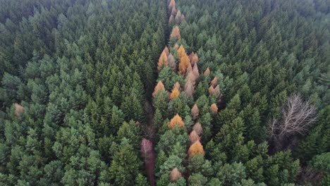 aerial view of forest on a cloudy day