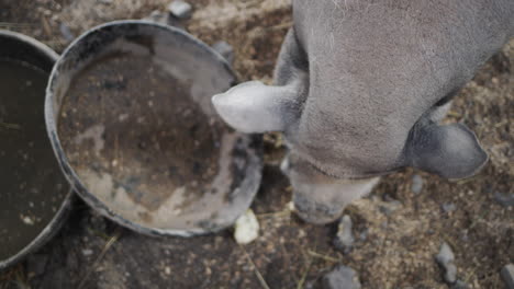a large gray boar eats apples from a bowl. top view