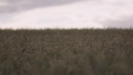 La-Hierba-Meciéndose-En-El-Viento